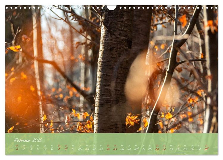 Produktbild: Waldwelten (Wandkalender 2026 DIN A3 quer), CALVENDO Monatskalender