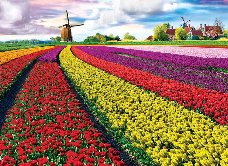 Produktbild: Tulpenfelder Niederlande (Puzzle)
