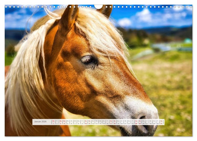 Produktbild: Haflinger im Th&uuml;ringer Wald (Wandkalender 2026 DIN A3 quer), CALVENDO Monatskalender