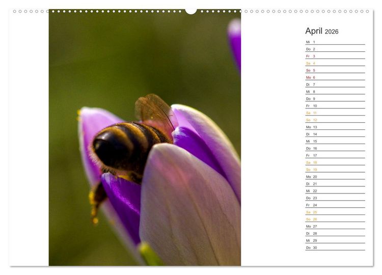 Produktbild: Kleine Wunder vor der Haust&uuml;r (hochwertiger Premium Wandkalender 2026 DIN A2 quer), Kunstdruck in Hochglanz