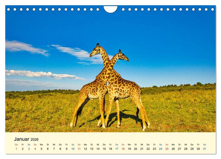 Produktbild: Giraffen, die Sch&ouml;nen der Savanne (Wandkalender 2026 DIN A4 quer), CALVENDO Monatskalender