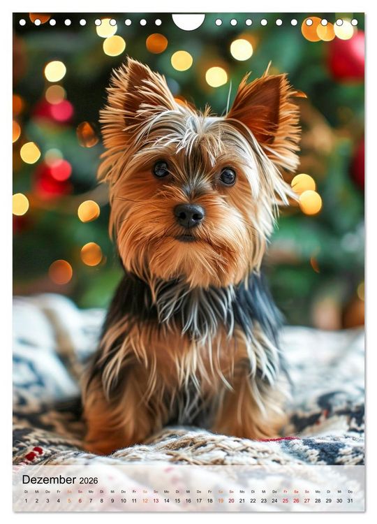 Produktbild: Yorkshire Terrier - ein Hund mit starkem Charakter (Wandkalender 2026 DIN A4 hoch), CALVENDO Monatskalender