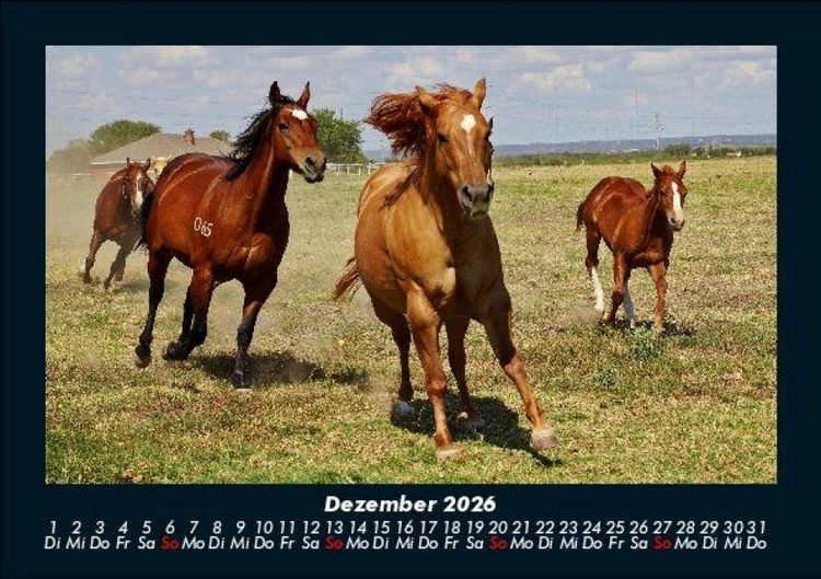 Produktbild: Pferdetraum 2026 Fotokalender DIN A5