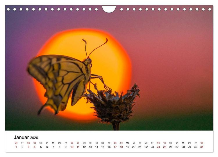 Produktbild: Oberbayerischer Insekten Kalender (Wandkalender 2026 DIN A4 quer), CALVENDO Monatskalender