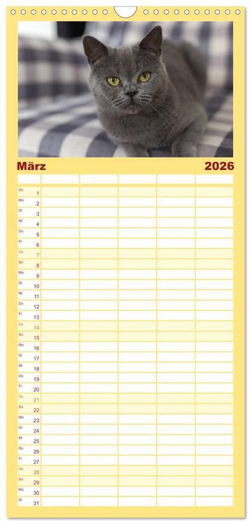 Produktbild: Familienplaner 2026 - Tierschutzkatzen vom TSV-Neuss - Gro&szlig;es Gl&uuml;ck auf sanften Pfoten mit 5 Spalten (Wandkalender, 21 x 45 cm) CALVENDO