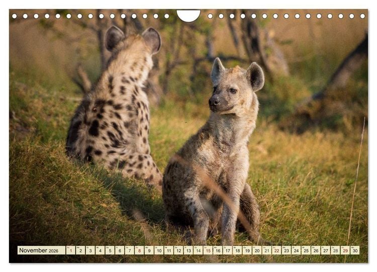 Produktbild: Afrika. Botswanas wundervolle Tierwelt (Wandkalender 2026 DIN A4 quer), CALVENDO Monatskalender