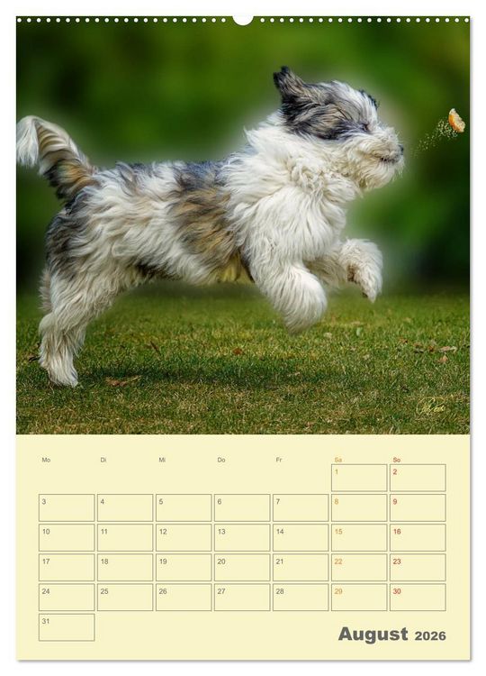 Produktbild: PON-Welpen - jeder Tag ein gro&szlig;es Abenteuer / Planer (Wandkalender 2026 DIN A2 hoch), CALVENDO Monatskalender