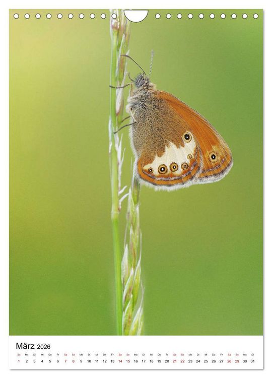 Produktbild: Insekten,Sch&ouml;nheiten der Natur (Wandkalender 2026 DIN A4 hoch), CALVENDO Monatskalender