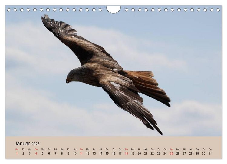Produktbild: Der Steinadler. Majest&auml;tischer Greifvogel (Wandkalender 2026 DIN A4 quer), CALVENDO Monatskalender