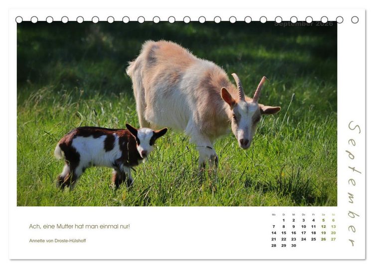 Produktbild: Mutterliebe - Ziegen mit ihren s&uuml;&szlig;en L&auml;mmern (Tischkalender 2026 DIN A5 quer), CALVENDO Monatskalender