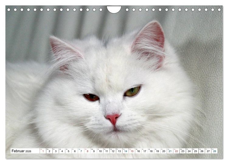 Produktbild: Die Perserkatze - Farbschlag Wei&szlig; (Wandkalender 2026 DIN A4 quer), CALVENDO Monatskalender