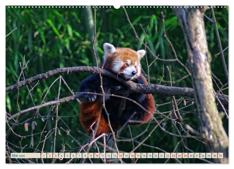 Produktbild: Kleiner Panda auf Entdeckungstour (Wandkalender 2026 DIN A2 quer), CALVENDO Monatskalender