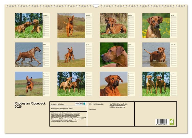 Produktbild: Rhodesian Ridgeback 2026 (Wandkalender 2026 DIN A2 quer), CALVENDO Monatskalender
