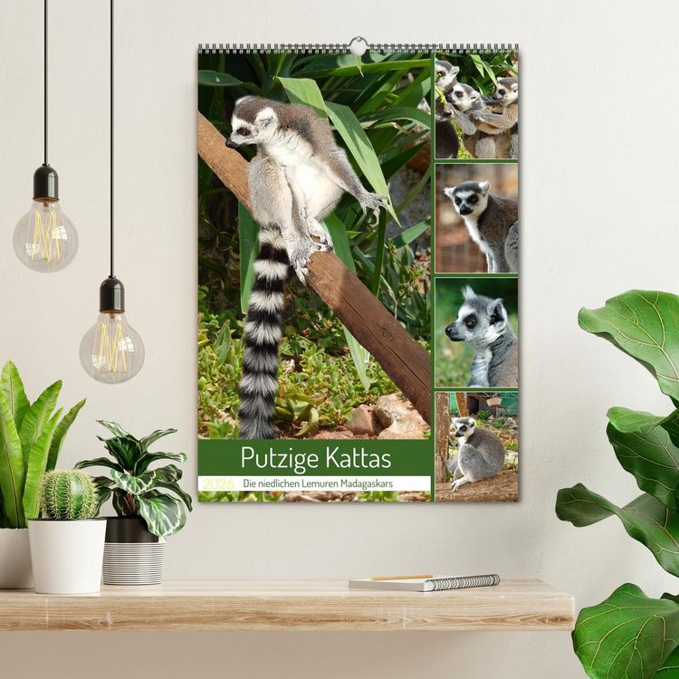 Produktbild: Putzige Kattas (Wandkalender 2026 DIN A2 hoch), CALVENDO Monatskalender