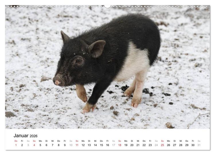 Produktbild: Schwein gehabt! (hochwertiger Premium Wandkalender 2026 DIN A2 quer), Kunstdruck in Hochglanz