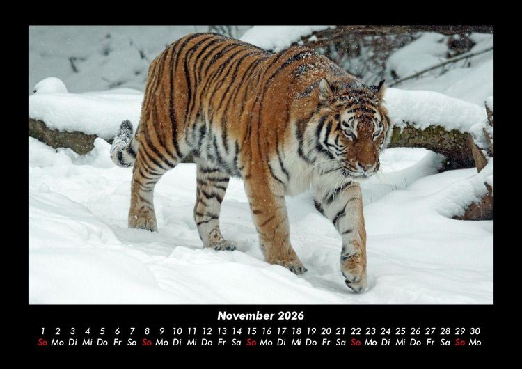 Produktbild: Tiger 2026 Fotokalender DIN A3