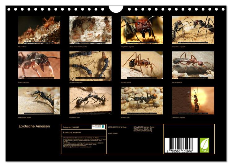 Produktbild: Exotische Ameisen (Wandkalender 2026 DIN A4 quer), CALVENDO Monatskalender