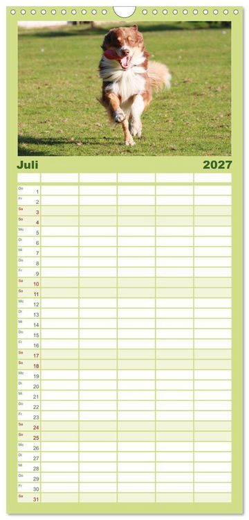Produktbild: Familienplaner 2027 - Australian Shepherd - H&uuml;tehunde mit Familienanschluss mit 5 Spalten (Wandkalender, 21 x 45 cm) CALVENDO