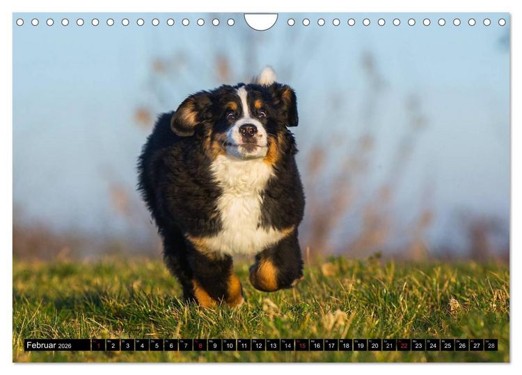 Produktbild: Berner Sennenhunde in Action (Wandkalender 2026 DIN A4 quer), CALVENDO Monatskalender