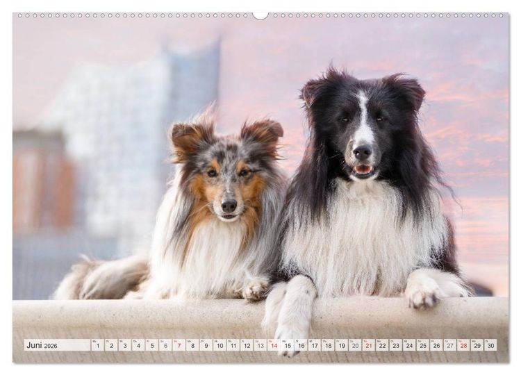 Produktbild: Hamburger Hafencity - Unterwegs mit den Shelties Finn und Louis (Wandkalender 2026 DIN A2 quer), CALVENDO Monatskalender