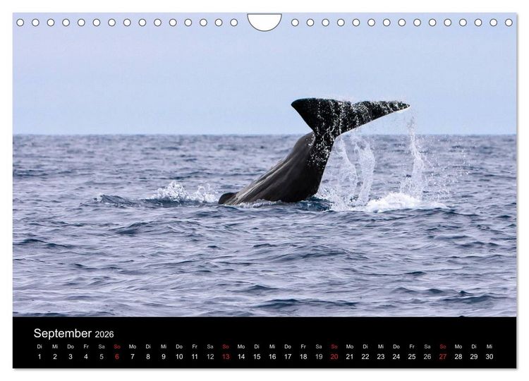 Produktbild: Wale (Wandkalender 2026 DIN A4 quer), CALVENDO Monatskalender