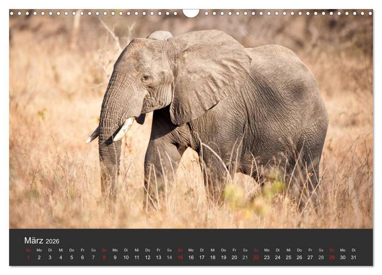 Produktbild: Elefanten - Graue Riesen (Wandkalender 2026 DIN A3 quer), CALVENDO Monatskalender
