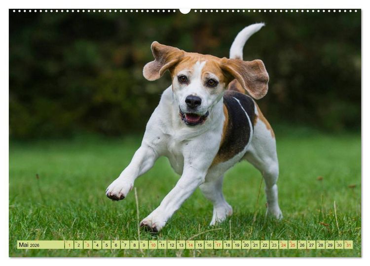 Produktbild: Beagle - Herz auf 4 Pfoten (hochwertiger Premium Wandkalender 2026 DIN A2 quer), Kunstdruck in Hochglanz