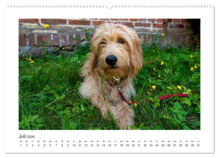 Produktbild: Mini Goldendoodle - Gl&uuml;ck ist ein Hund (Wandkalender 2026 DIN A2 quer), CALVENDO Monatskalender