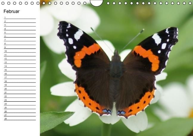 Produktbild: Heimische Schmetterlinge / Geburtstagskalender (Wandkalender immerw&auml;hrend DIN A4 quer)