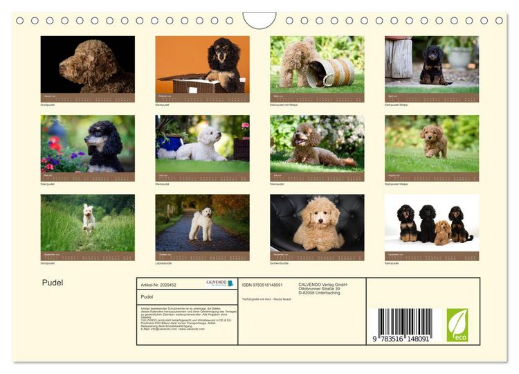 Produktbild: Pudel (Wandkalender 2026 DIN A4 quer), CALVENDO Monatskalender