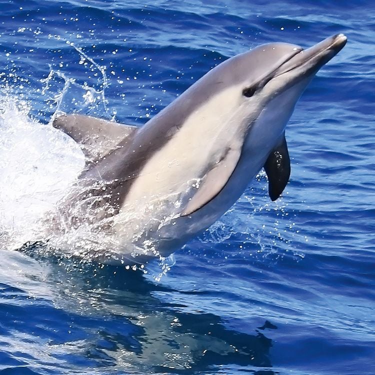 Produktbild: Delfine / Dolphins 2027