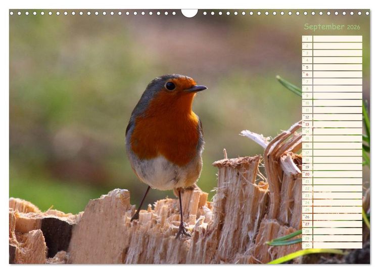 Produktbild: Gefiederte Sch&ouml;nheiten - Das Rotkehlchen / Planer (Wandkalender 2026 DIN A3 quer), CALVENDO Monatskalender