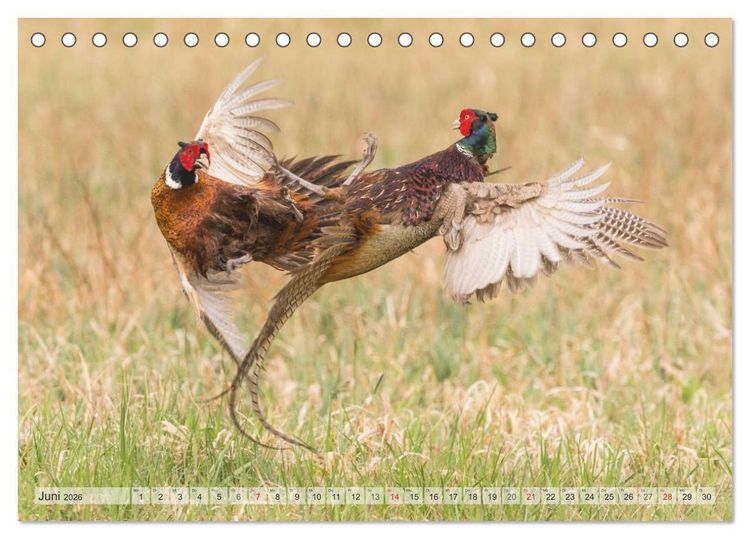 Produktbild: Emotionale Momente: Der Jagdfasan. (Tischkalender 2026 DIN A5 quer), CALVENDO Monatskalender