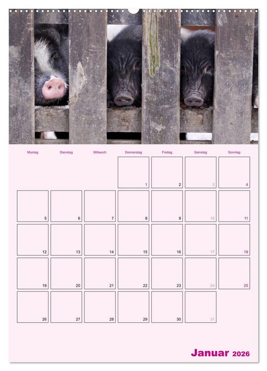 Produktbild: Schweinischer Terminplaner (Wandkalender 2026 DIN A2 hoch), CALVENDO Monatskalender