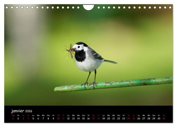 Produktbild: La nature pr&egrave;s de chez vous (Calendrier mural 2026 DIN A4 vertical), CALVENDO calendrier mensuel