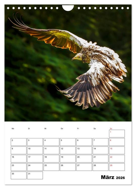 Produktbild: Raub- und Greifv&ouml;gel im Flug (Wandkalender 2026 DIN A4 hoch), CALVENDO Monatskalender