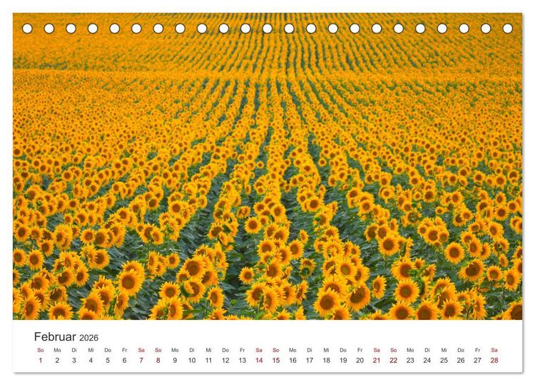 Produktbild: Sonnenblumen - Erstrahlen im freundlichen Gelb. (Tischkalender 2026 DIN A5 quer), CALVENDO Monatskalender