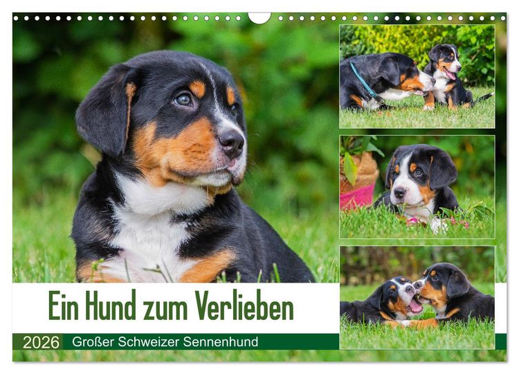 Produktbild: Ein Hund zum Verlieben - Gro&szlig;er Schweizer Sennenhund (Wandkalender 2026 DIN A3 quer), CALVENDO Monatskalender