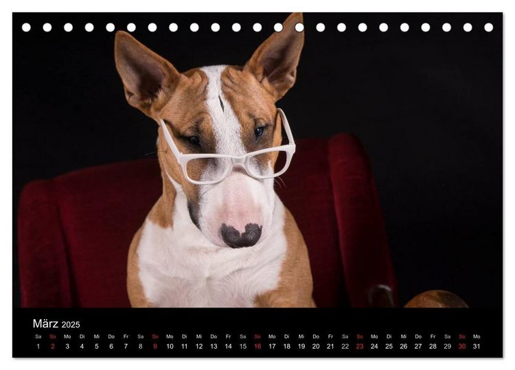 Produktbild: Bullterrier (Tischkalender 2025 DIN A5 quer), CALVENDO Monatskalender