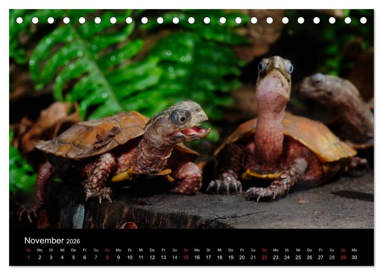 Produktbild: REPTILIEN IM TERRARIUM (Tischkalender 2026 DIN A5 quer), CALVENDO Monatskalender