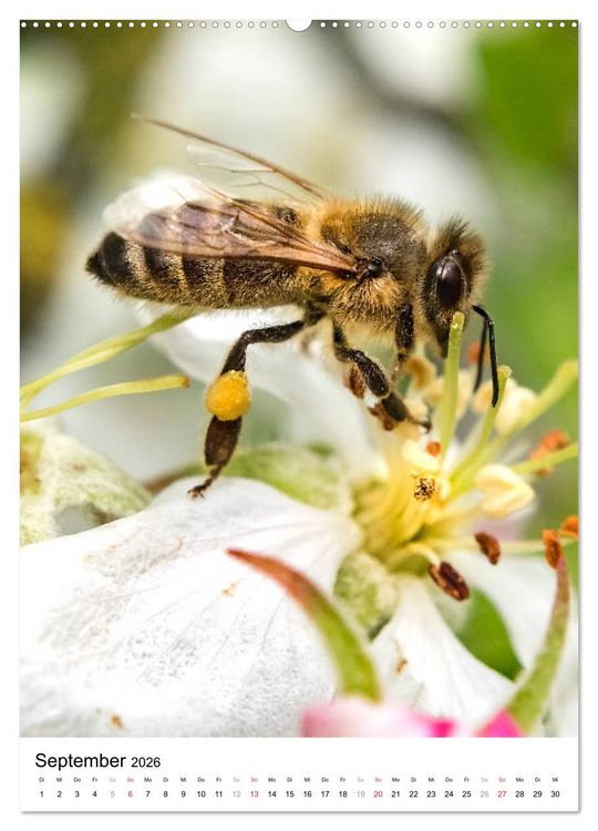 Produktbild: BIENEN - Kleine N&uuml;tzlinge ganz nah (hochwertiger Premium Wandkalender 2026 DIN A2 hoch), Kunstdruck in Hochglanz