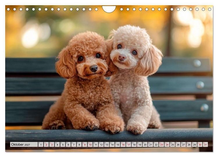 Produktbild: Lieblingshund Pudel (Wandkalender 2027 DIN A4 quer), CALVENDO Monatskalender