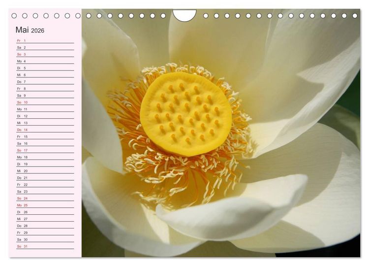 Produktbild: Lotos. Symbol f&uuml;r Reinheit und Kraft (Wandkalender 2026 DIN A4 quer), CALVENDO Monatskalender