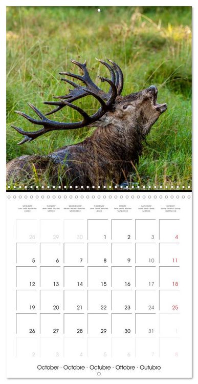 Produktbild: Aux bois des cerfs (Calendrier mural carr&eacute; 2026 30x30 cm) Calendrier double avec une page pour vos prises de notes