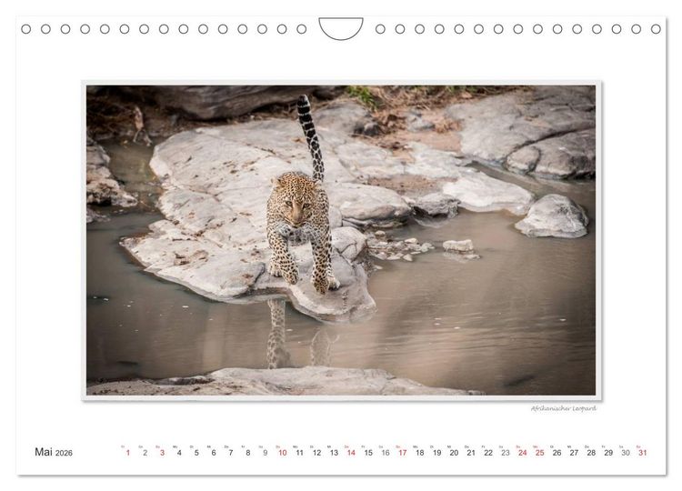 Produktbild: Emotionale Momente: Gro&szlig;e Raubkatzen der Welt. (Wandkalender 2026 DIN A4 quer), CALVENDO Monatskalender