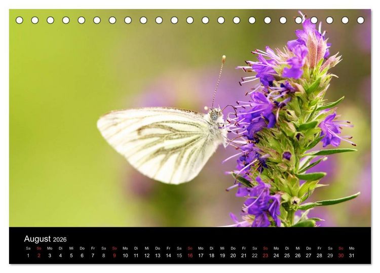 Produktbild: Heimische Schmetterlinge (Tischkalender 2026 DIN A5 quer), CALVENDO Monatskalender