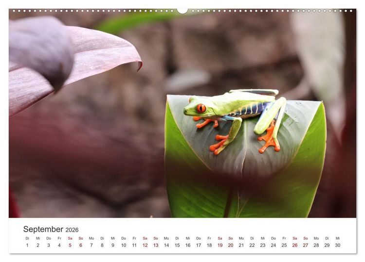 Produktbild: Fr&ouml;sche - Die wundersch&ouml;ne Welt der bunten H&uuml;pfer. (Wandkalender 2026 DIN A2 quer), CALVENDO Monatskalender