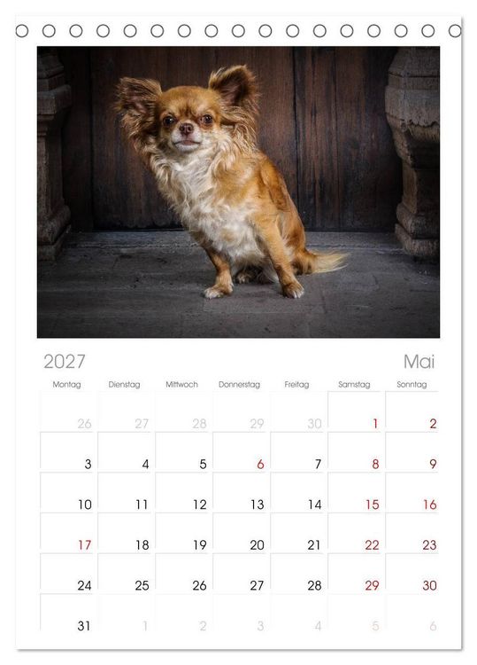 Produktbild: Tischplaner 2027 - Chihuahuas - Cool and Cute (A5 Tischkalender zum Aufstellen) CALVENDO