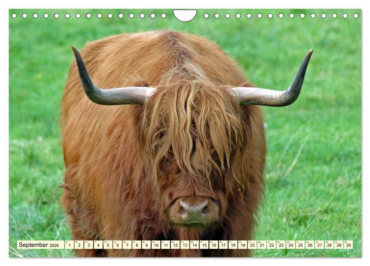 Produktbild: Die anmutigste Rinderrasse - Das schottische Hochlandrind (Wandkalender 2026 DIN A4 quer), CALVENDO Monatskalender