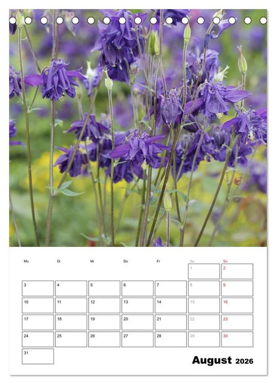 Produktbild: Zauberhafte Akeleien (Tischkalender 2026 DIN A5 hoch), CALVENDO Monatskalender